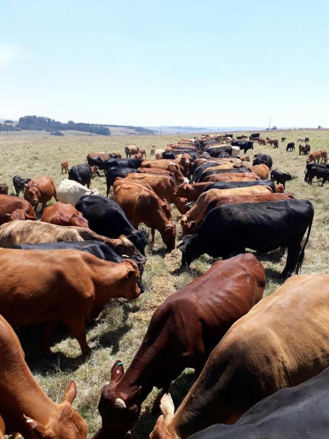 Thumb Farm Farm stay Ermelo