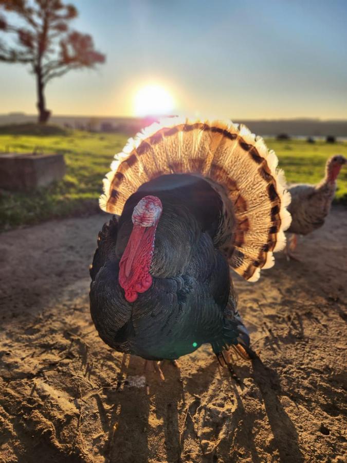 Thumb Farm * Ermelo
