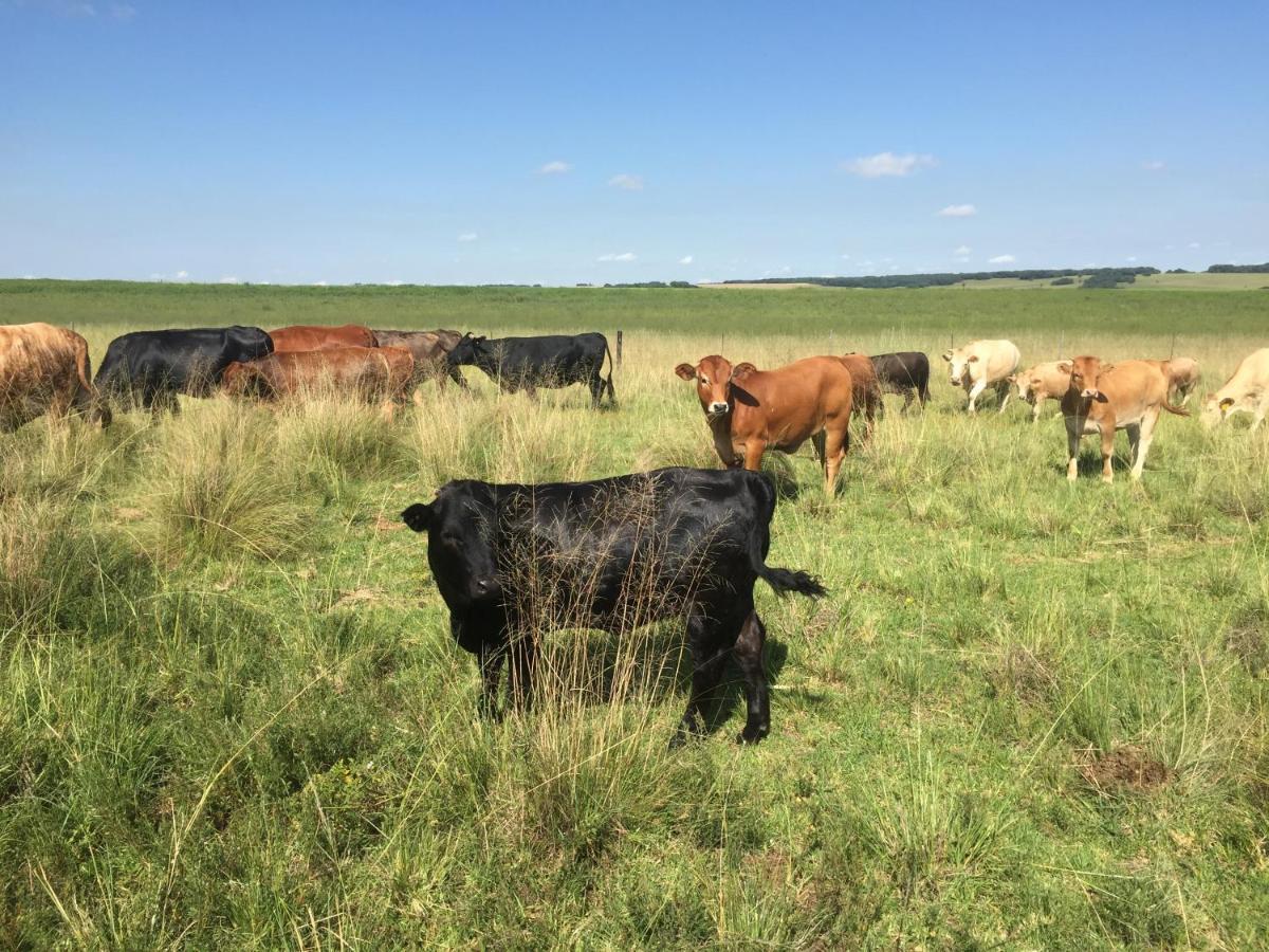 Farm stay Thumb Farm Ermelo