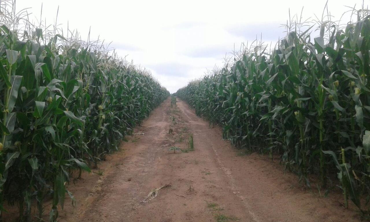 Thumb Farm *